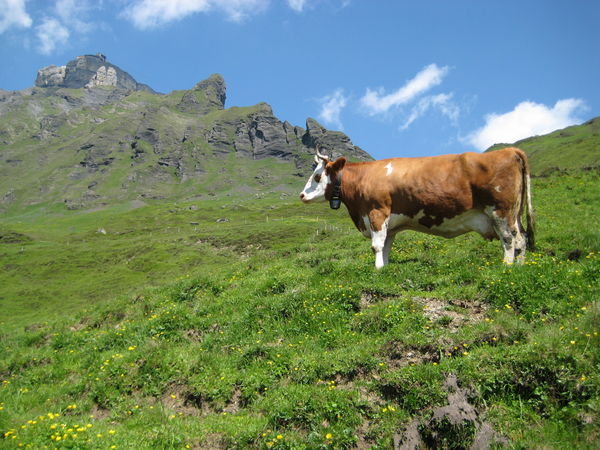 Cow with Bell