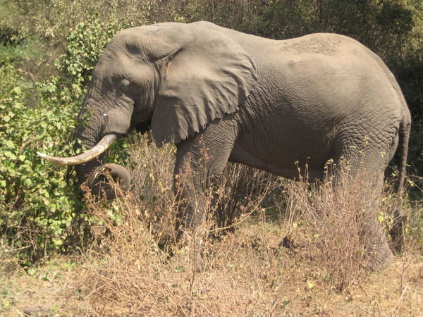 Lake Manyara Elephant