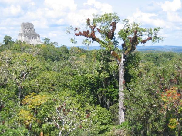 Tikal (1)