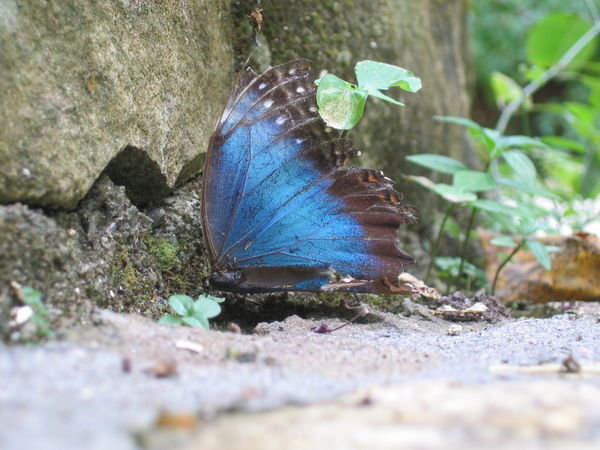 Butterflies' park, Copan Ruinas
