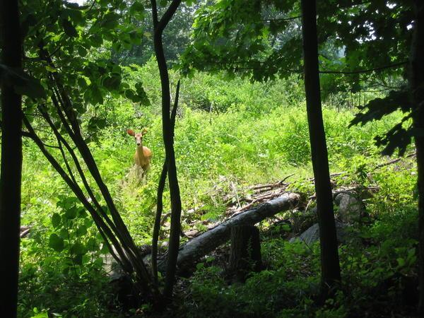 Deer in the Blue Mountain Reservation, NY State