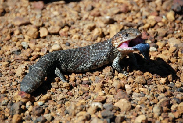 blue tongue lizard