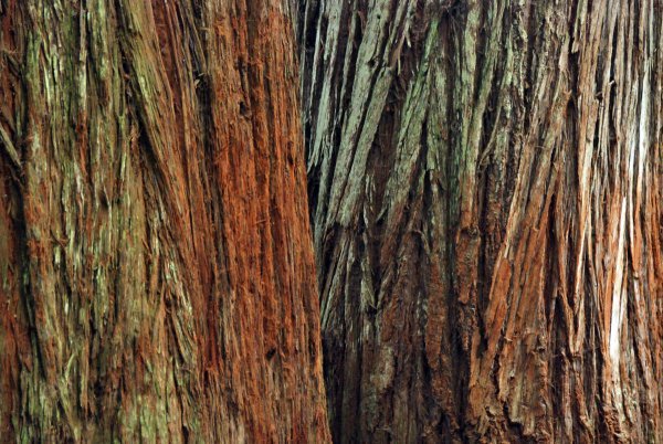 red wood bark
