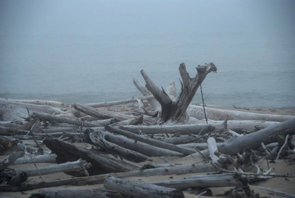 drift wood on misty beach