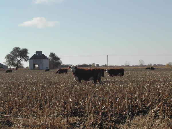 Iowa Farm Field