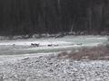 Caribou Crossing the River