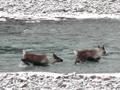 Close-up:Caribou Crossing the River