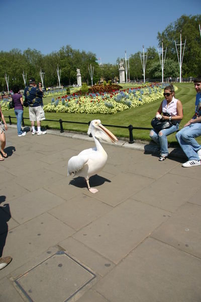 Photo 2: The Pelican