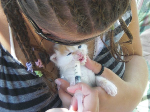 Kitten feeding