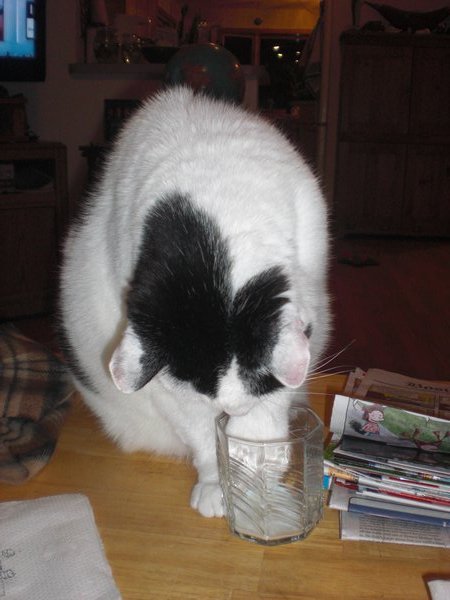 Mitty stealing my milk 2