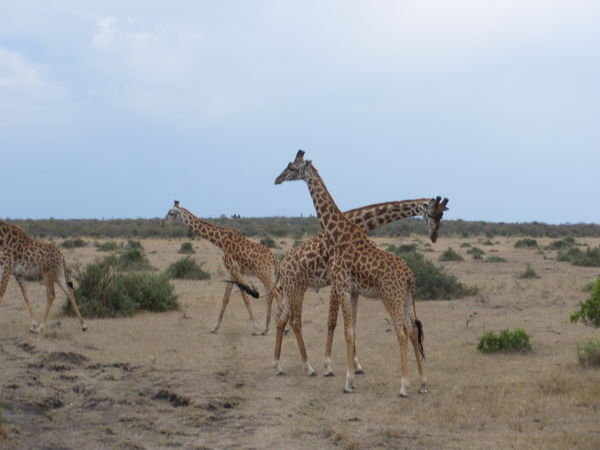 Giraffes of the Masai Mara 