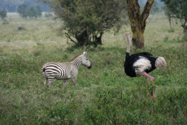 Zebra and Ostrich