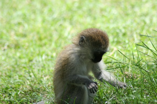 Vervet Monkey, baby