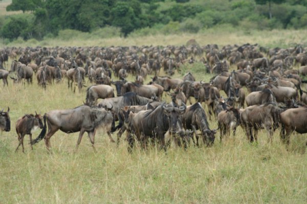 Wilderbeast Migration, Masai Mara