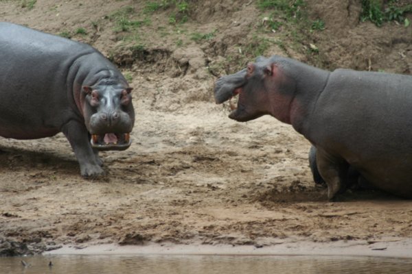 Hippos arguing