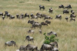 Wilderbeast Migration, Masai Mara