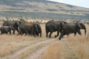 Elephants crossing the road