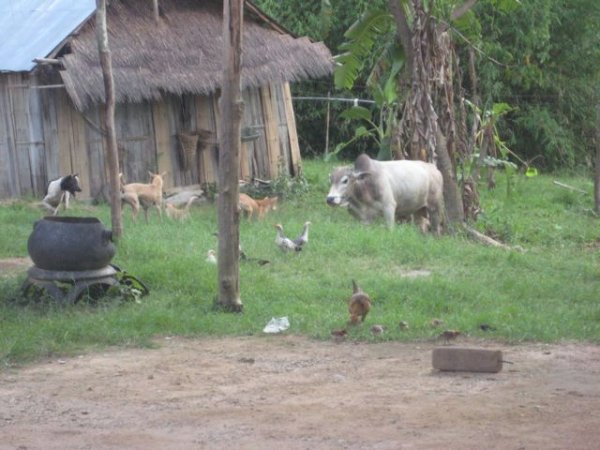 Animals in the countryside