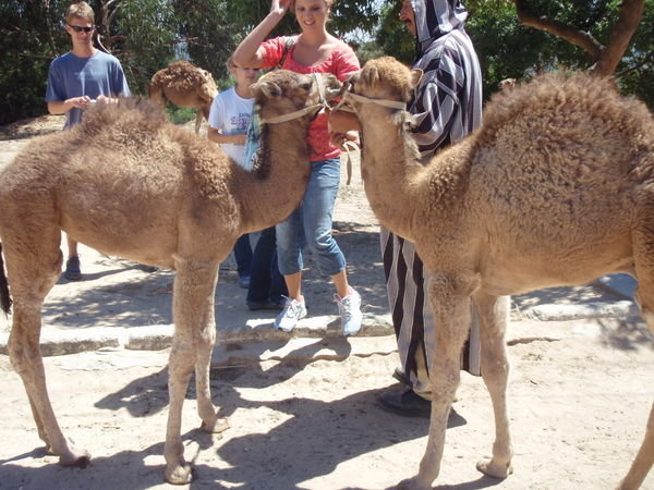 baby camels!
