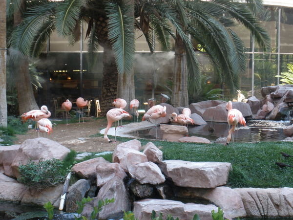 See flamingos! Real ones!