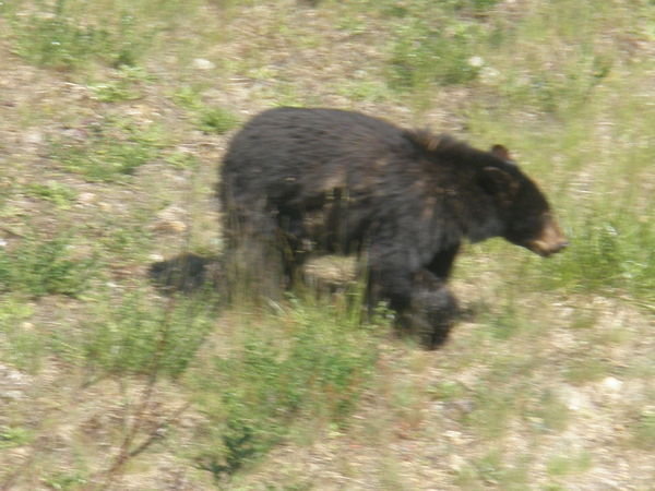 Our first bear sighting!