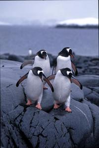 Motown Penguins