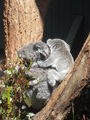 Cuddly Koala's 