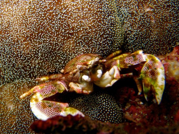 porcelain anemone crab