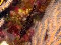 ornate ghost pipefish
