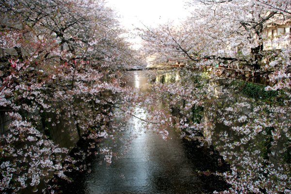 Sakura at Nakameguro