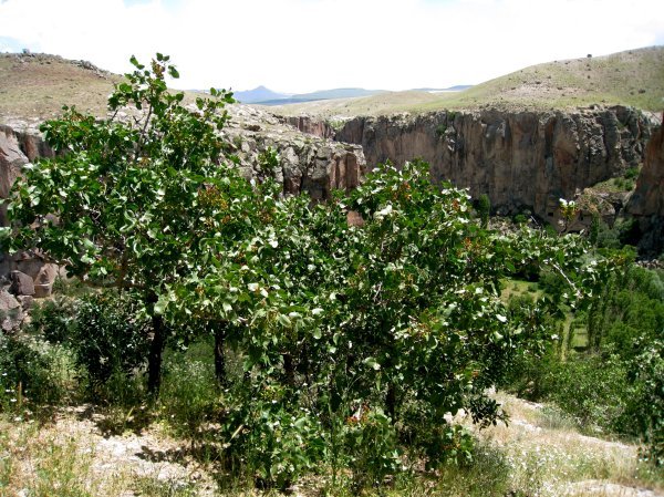 pistachio trees