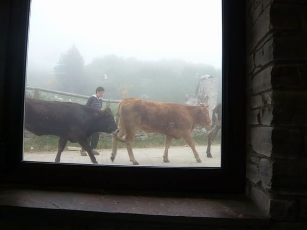 Cows and shepherd walking by the cafe window where I sat