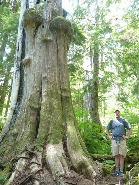 My brother-in-law standing next to a Cascade Forest tree