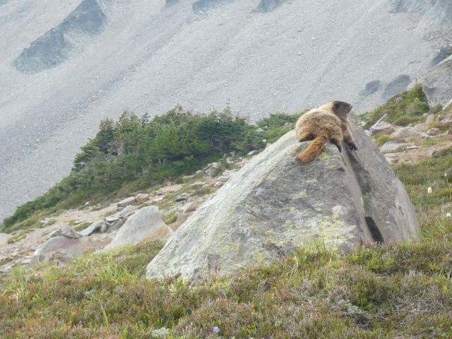 Marmot sunning on a rock