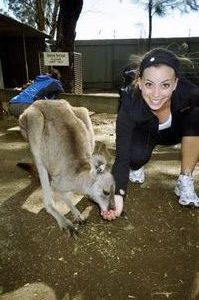 Feeding the kangaroos