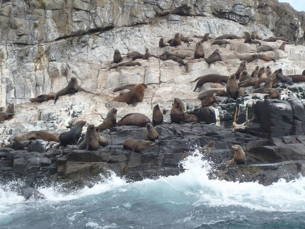Seals sunbathing