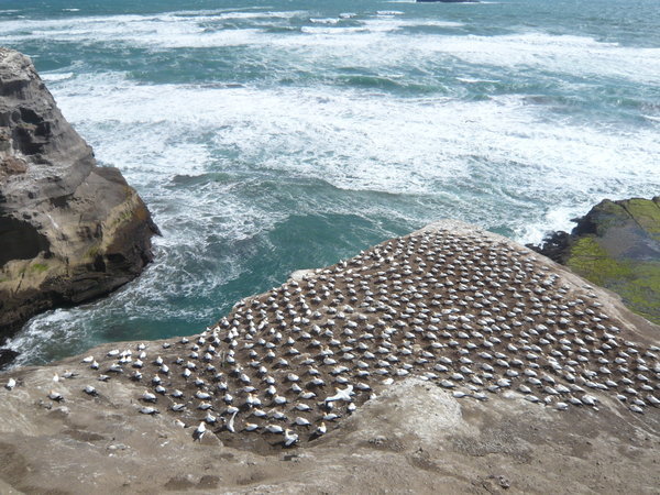 Gannet Colony on the West Coast