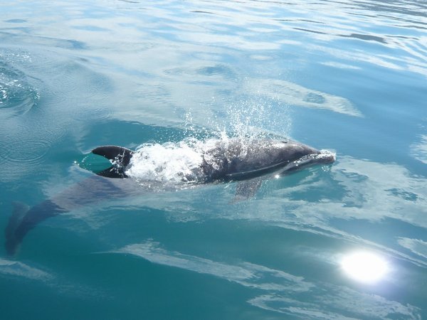 Dolphins swam next to the taxi boat - what a bonus!