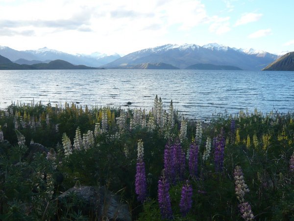 Lake Wanaka & wildflowers