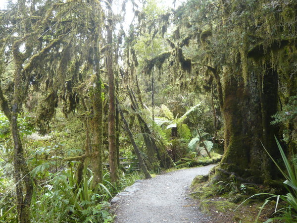 Rain forest, not far from the base of the glaciers