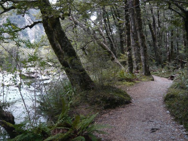 Hike through beech forest