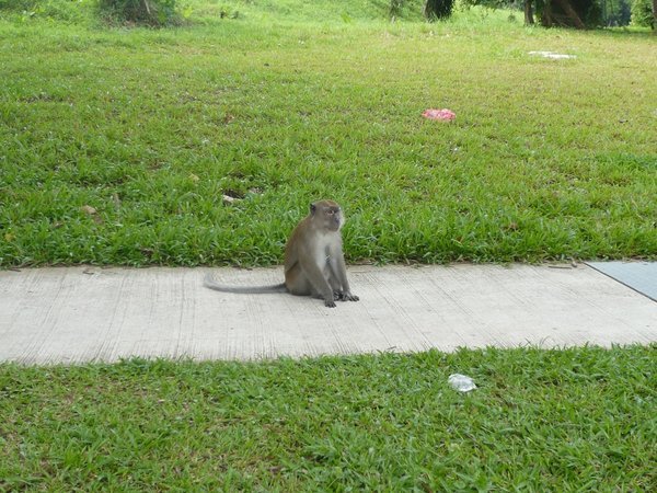 Wild monkey on the sidewalk