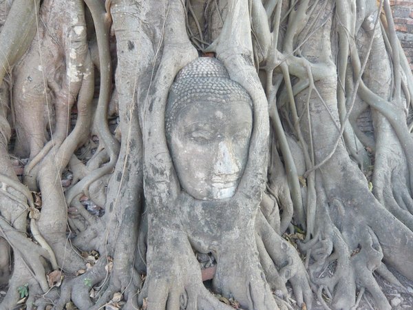 Image of Buddha head entangled in tree roots