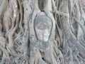 Image of Buddha head entangled in tree roots