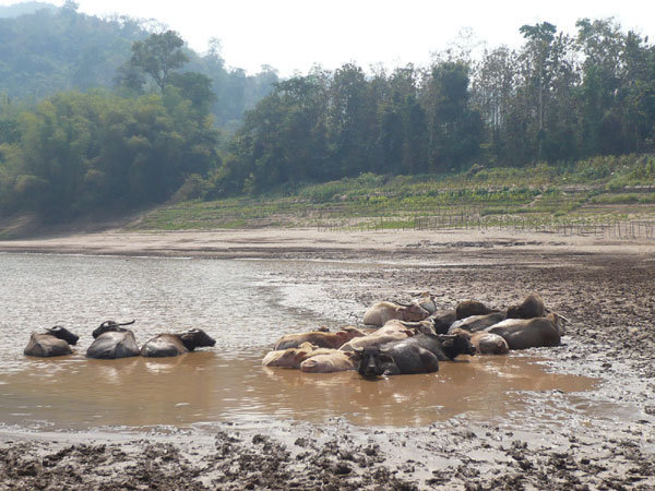 Waterbuffalo cooling themselves nearby in the Mekong River