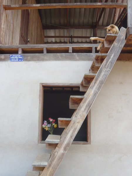 Village house and lazy dog perched on the top step