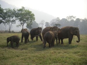 Elephants in the Mist