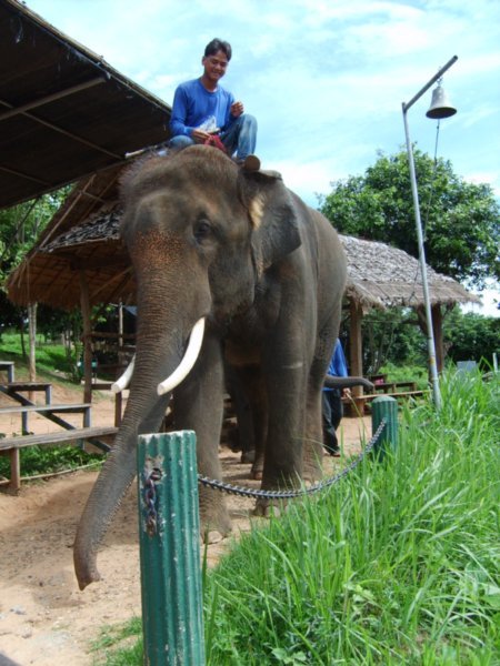 The Elephant we rode 'Fred'