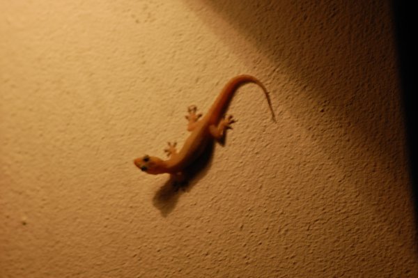Little guy I found in the loo!