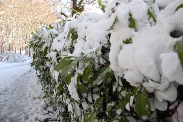 A pretty snow covered hedge!